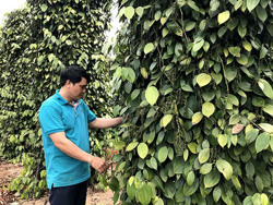 Giá hồ tiêu liên tục tăng cao