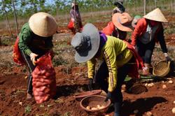 Nông dân Tây nguyên hưởng lợi từ giá bán khoai nguyên liệu cho PepsiCo