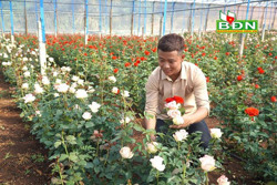 Chàng nông dân trẻ lập nghiệp từ trồng hoa hồng