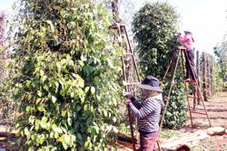 Hồ tiêu tăng giá, nông dân Tây Nguyên 'ghim' hàng