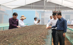 Giá tiêu trong nước tăng "nóng": Liệu doanh nghiệp xuất khẩu có gặp khó?