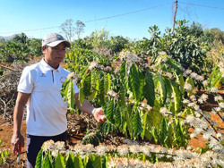 Trưởng buôn mẫu mực, làm kinh tế giỏi