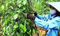 Giá tiêu hôm nay 22/3: Duy trì ở ngưỡng cao