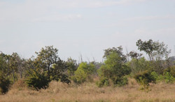 Huyện Ea Súp tăng cường quản lý, bảo vệ rừng