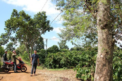 Xã Ea Hiu (huyện Krông Pắc): Người dân thôn Tân Bình mong có đường điện an toàn