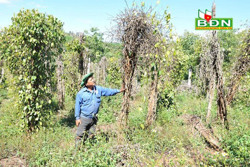 Giá hồ tiêu tăng nhưng không nên mở rộng diện tích