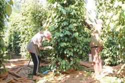 Hồ tiêu tăng giá: Ai là người hưởng lợi?