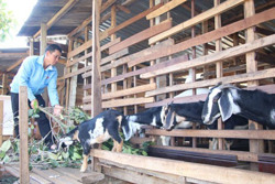 Thanh niên dân tộc thiểu số xung kích lập thân, lập nghiệp