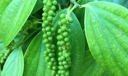 Giá tiêu hôm nay 24/3: Kỳ vọng đà tăng trở lại