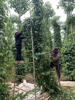 Giá hồ tiêu đảo chiều giảm mạnh