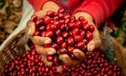 Giá cà phê hôm nay 24/3: Lại quay đầu giảm mạnh