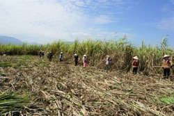 Hy vọng từ vụ mía bội thu ở Krông Bông