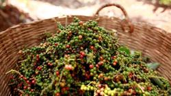 Giá tiêu hôm nay 26/3: Tăng nóng thêm 2.000 đồng/kg