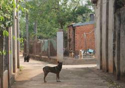 Tiếp tục ghi nhận thêm một trường hợp tử vong do dại