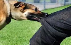 Hai người tử vong do bị chó dại cắn