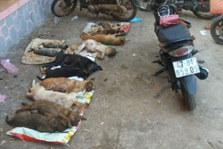 Vây bắt đối tượng trộm chó trong đêm, thu gom hàng chục con chó, mèo