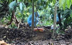 Phát hiện thi thể không nguyên vẹn trong rẫy cà phê