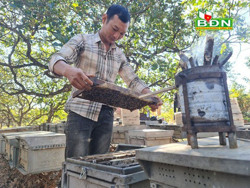 Mùa con ong đi lấy mật