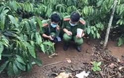 Kết quả điều tra bước đầu vụ thi thể không còn nguyên vẹn trong rẫy cà phê