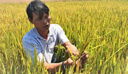 Nông dân buôn Phung mất trắng vì ruộng lúa lép hạt