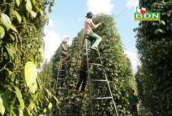 Đắk Song phát triển hồ tiêu hữu cơ bền vững