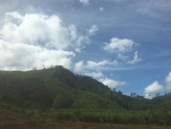 Tháo gỡ khó khăn cho các công ty lâm nghiệp