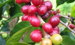 Giá cà phê hôm nay 31/3: Giảm mạnh, mất mốc 32.000 đ/kg