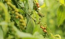 Giá tiêu hôm nay 31/3: Có thể tăng lên mốc 80.000 đ/kg?