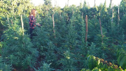 Trồng hàng trăm cây cần sa, chủ vườn khai để cho... gà ăn?!