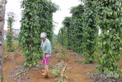 'Mẹo' bón phân Lâm Thao hiệu quả cho cây hồ tiêu