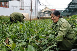 TP. Buôn Ma Thuột: Phấn đấu đào tạo nghề cho hơn hai nghìn lao động nông thôn