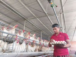 Mạnh dạn phát triển kinh tế từ nuôi gà Ai Cập