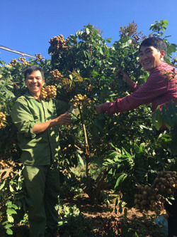 Thu nhập hàng trăm triệu đồng từ trồng nhãn hương chi