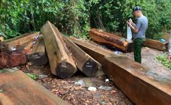 Vụ ngược đời lâm tặc tố kiểm lâm: Hai lãnh đạo kiểm lâm bị… kiểm điểm(!)
