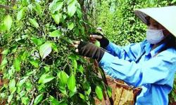 Giá tiêu hôm nay 1/4: Giá tiêu Gia Lai giảm nhẹ