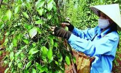 Giá tiêu hôm nay 12/4: Biến động theo sản lượng