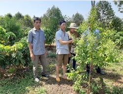 Hiệu quả từ chuyển đổi cây trồng ở Băng Adrênh