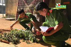 Chung tay đẩy lùi tội phạm ma túy