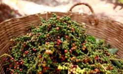 Giá tiêu hôm nay 13/4: Thế giới quay đầu tăng