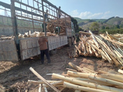 Lợi ích "kép" từ trồng rừng