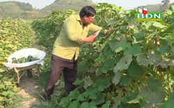 Thu nhập ổn định nhờ trồng bí đỏ leo giàn