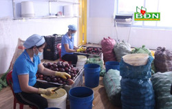 Thị trường chanh dây cung không đủ cầu