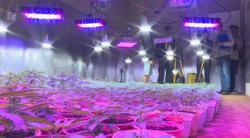 Phát hiện đường dây trồng cần sa quy mô lớn ở 5 địa điểm