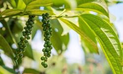 Giá tiêu hôm nay 16/4: Giảm sâu 1.000 - 1.500 đồng