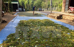 Cảnh giác với nạn trộm cắp tiêu