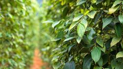 Giá tiêu hôm nay 17/4: Phiên giảm thứ 4 liên tiếp