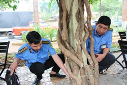 Dãy hoa giấy cổ thụ trên địa bàn TP. Buôn Ma Thuột vô cớ bị cưa gốc