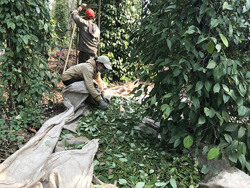 Hơn 100 ha hồ tiêu ở huyện Cư M'gar bị bệnh rệp sáp rễ và tuyến trùng