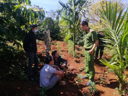 "Nóng" nạn trồng cần sa trái phép trong rẫy