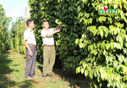 Nghịch lý thị trường hồ tiêu